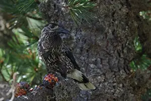 Nature Photography Alps Prints: Spotted Nutcracker or Eurasian Nutcracker, Nucifraga caryocatactes ssp. caryocatactes