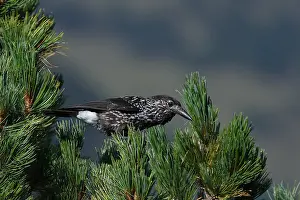 Spotted Nutcracker Prints: Spotted Nutcracker or Eurasian Nutcracker, Nucifraga caryocatactes ssp. caryocatactes