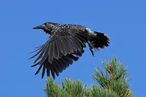 Forest Bird Photography Prints: Spotted Nutcracker or Eurasian Nutcracker, Nucifraga caryocatactes ssp. caryocatactes