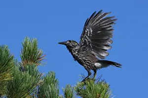 Black And White Bird Photos Prints: Spotted Nutcracker or Eurasian Nutcracker, Nucifraga caryocatactes ssp. caryocatactes