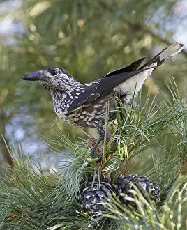 Spotted Nutcracker Prints: Spotted Nutcracker, Notenkraker, Nucifraga caryocatactes