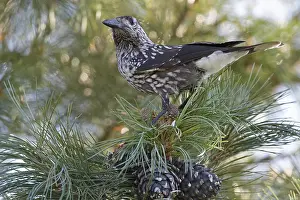 Spotted Nutcracker Prints: Spotted Nutcracker, Notenkraker, Nucifraga caryocatactes