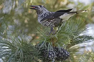 Spotted Nutcracker Prints: Spotted Nutcracker, Notenkraker, Nucifraga caryocatactes