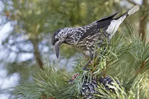 Spotted Nutcracker Prints: Spotted Nutcracker, Notenkraker, Nucifraga caryocatactes