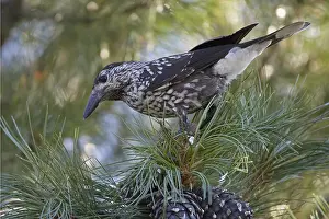 Spotted Nutcracker Prints: Spotted Nutcracker, Notenkraker, Nucifraga caryocatactes