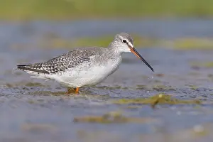 European Shorebirds Prints: Spotted Redshank