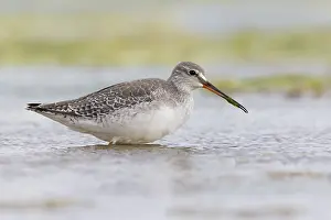 Spotted Redshank Prints: Spotted Redshank