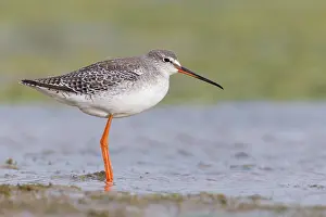 Spotted Redshank Prints: Spotted Redshank