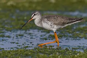 Spotted Redshank Print - Italy Marsh Scene