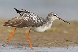 Spotted Redshank Prints: Spotted Redshank