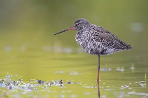 Spotted Redshank Prints: Spotted Redshank
