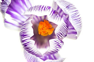 Macro Spring Flowers Prints: Spring Crocus, Crocus vernus