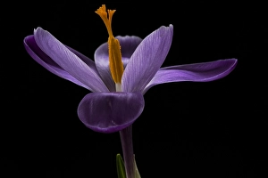 Garden Plant Life Prints: Spring Crocus; Crocus vernus