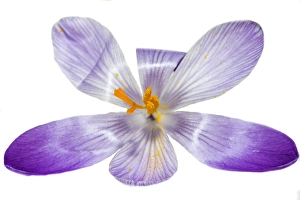 Springtime Blooms Europe Prints: Spring Crocus; Crocus vernus