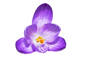 Forest Nature Scene Prints: Spring Crocus; Crocus vernus