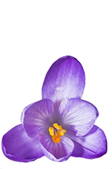 Springtime Vegetation Prints: Spring Crocus; Crocus vernus