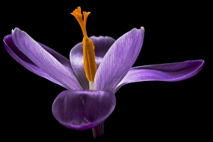 Crocus Vernus Prints: Spring Crocus; Crocus vernus