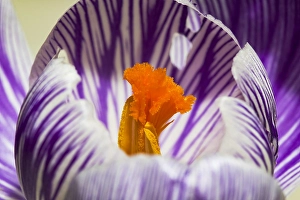 Crocus Vernus Prints: Spring Crocus; Crocus vernus