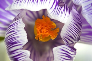 Crocus In Bloom Prints: Spring Crocus, Crocus vernus
