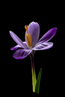 Nature Garden Flowers Prints: Spring Crocus; Crocus vernus