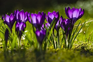 Springtime Vegetation Prints: Spring Crocus; Crocus vernus