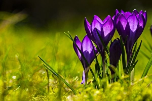 Nature Garden Flowers Prints: Spring Crocus; Crocus vernus