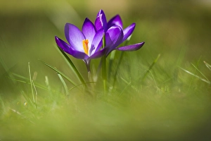 Spring Crocus Print - High-quality image of a blooming Crocus vernus flower