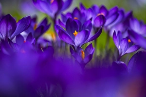 Forest Nature Scene Prints: Spring Crocus; Crocus vernus