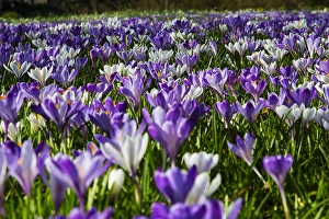 Nature Garden Flowers Prints: Spring Crocus; Crocus vernus