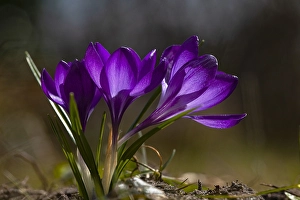 Springtime Vegetation Prints: Spring Crocus; Crocus vernus