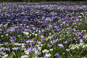 White Blooming Flowers Prints: Spring Crocus; Crocus vernus