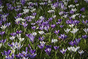 Spring Garden Flowers Prints: Spring Crocus; Crocus vernus