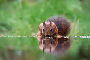 Netherlands Nature Photography Prints: squirrel; inamabilis sciurus