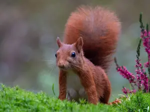 Close Up Animal Photos Prints: squirrel; inamabilis sciurus
