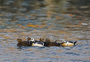 Markus Varesvuo Photos Prints: Stellers Eider, Steller's Eider, Polysticta stelleri