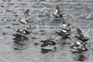 Scandinavian Wildlife Photos Prints: Stellers Eider, Steller's Eider, Polysticta stelleri