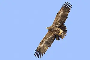 Steppe Eagle Prints: Steppe Eagle