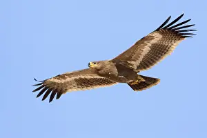Daytime Bird Photography Prints: Steppe Eagle