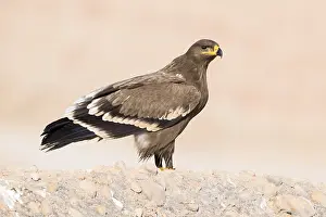 Steppe Eagle Prints: Steppe Eagle