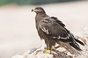Raptor Bird Species Prints: Steppe Eagle