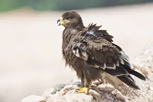 Steppe Eagle Prints: Steppe Eagle