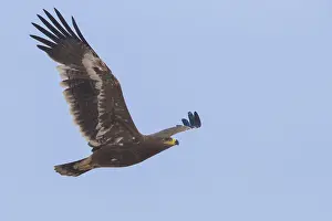 Wildlife Raptors Prints: Steppe Eagle
