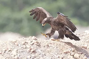 Accipitridae Family Prints: Steppe Eagle
