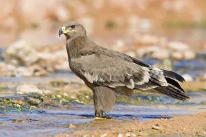 Steppe Eagle Prints: Steppe Eagle