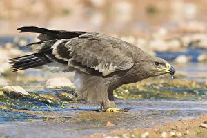 Daytime Bird Photography Prints: Steppe Eagle