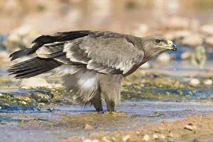 Steppe Eagle Print, Juvenile Drinking in a Creek