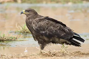 Nature Portrait Photography Prints: Steppe Eagle