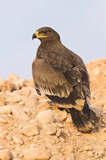 Steppe Eagle Prints: Steppe Eagle