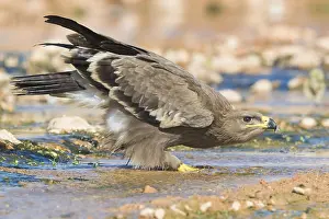 Steppe Eagle Prints: Steppe Eagle