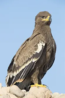 Daytime Wildlife Photography Prints: Steppe Eagle